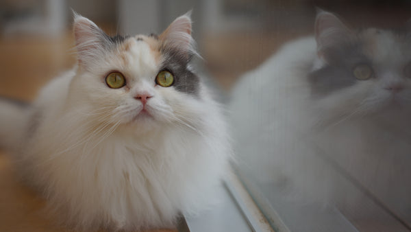 ナミ の写真