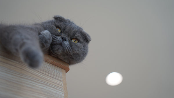 コウメ の写真