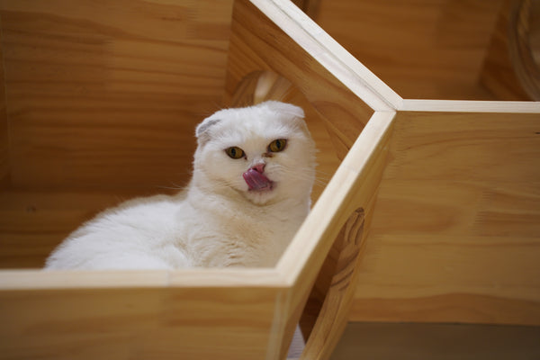 モチ の写真
