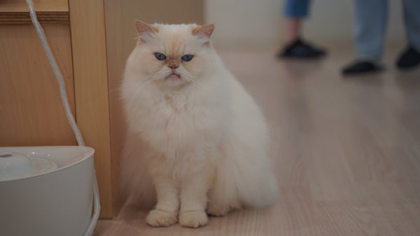 マシュマロ の写真