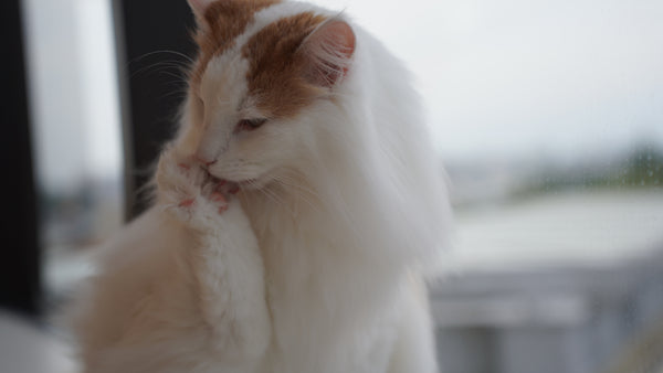 ライガ の写真