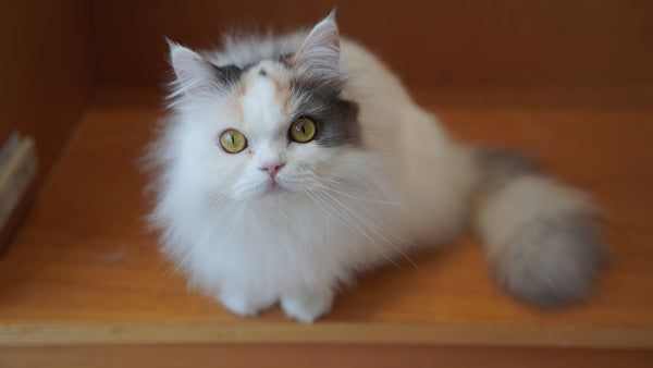 ナミ の写真