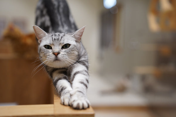 チヤ の写真