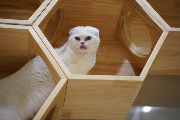 モチ の写真