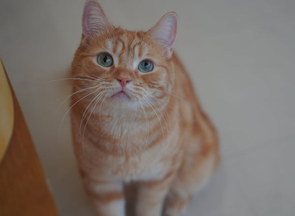 トウタ の写真