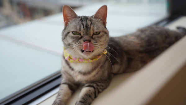 ニコ の写真