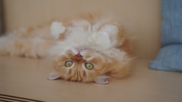 サクタロウ の写真
