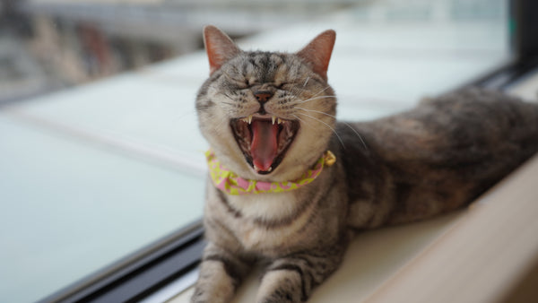 ニコ の写真