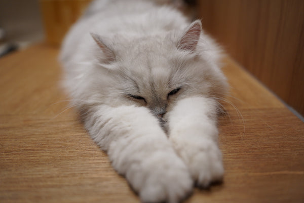 ユキネ の写真