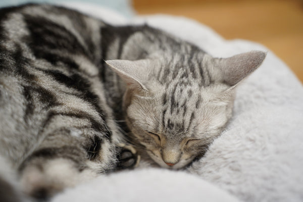 チヤ の写真