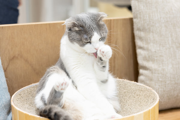 カルミア の写真