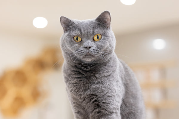 ユン の写真