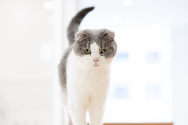 カルミア の写真