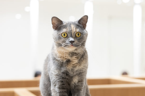 カリナ の写真