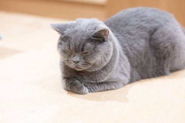 ユン の写真