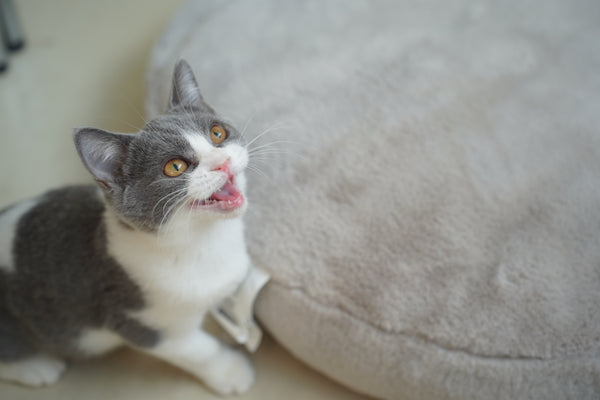 フジ の写真
