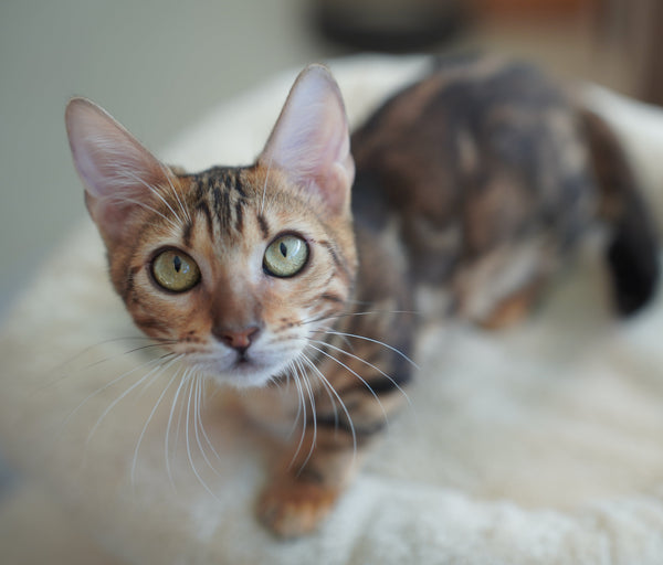 ティアナ の写真
