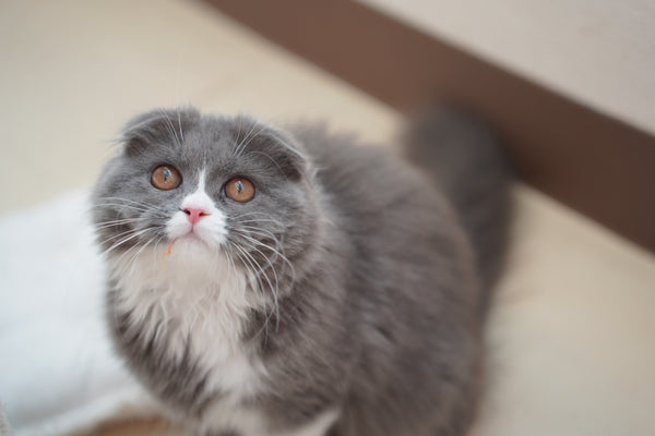 オハナ の写真