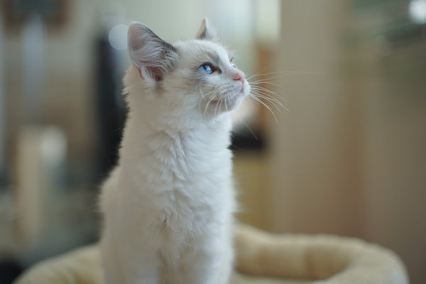 シュニ の写真