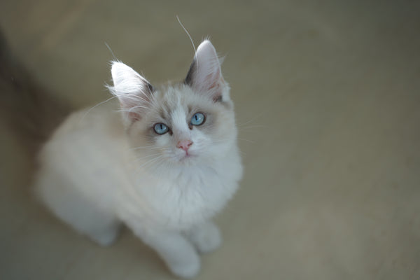 シュニ の写真