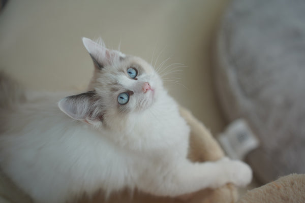 シュニ の写真