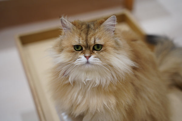 ヘンリー の写真