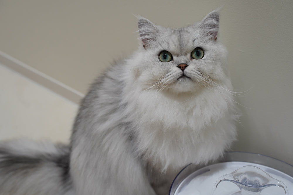 セナ