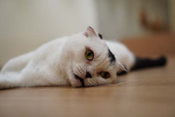 ウシマル の写真