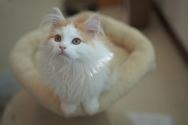 ミルク の写真