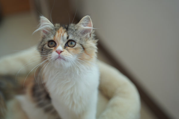 フウカ の写真