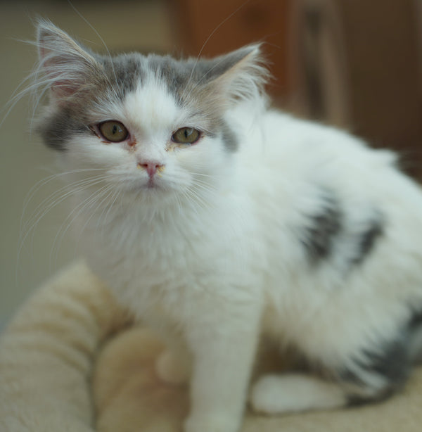 バニ の写真