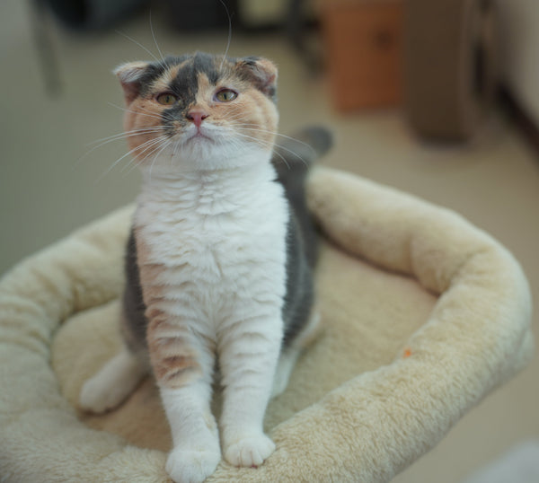 マルル の写真