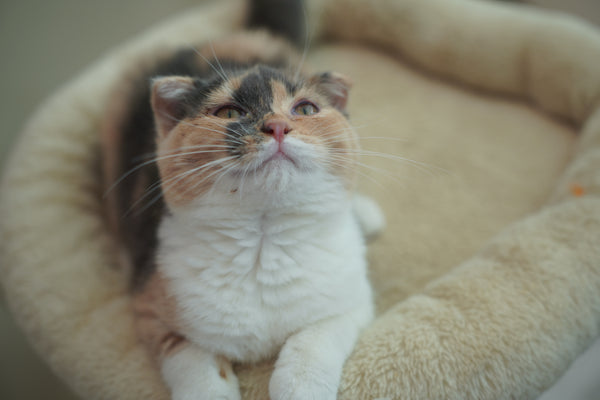 マルル の写真