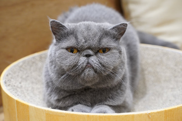 オズ の写真