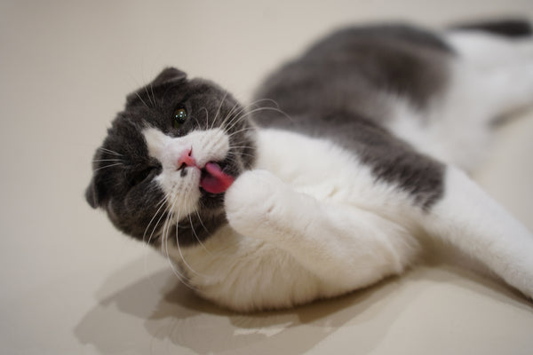 オコワ の写真