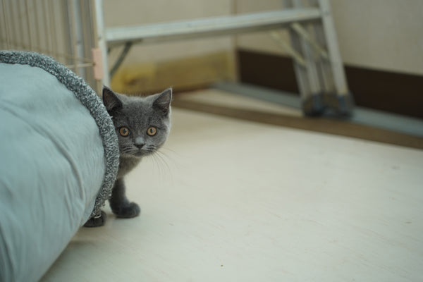 アッシュ の写真