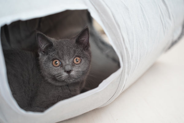 アッシュ の写真