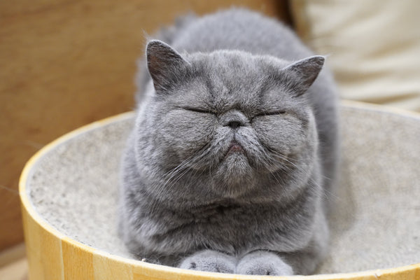 オズ の写真