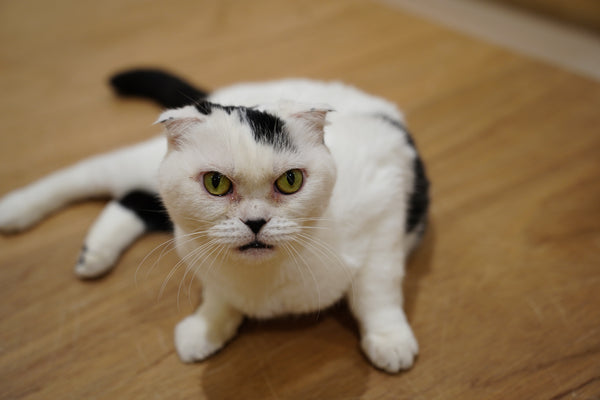 ウシマル の写真