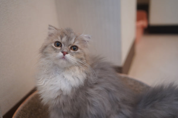 フウナ