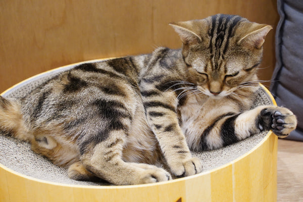 コゲマル の写真