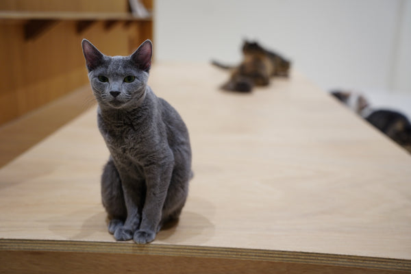 ラナン の写真