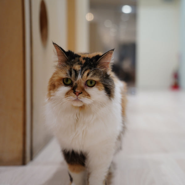 プル