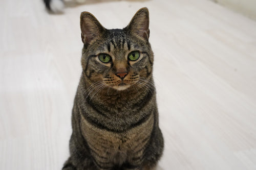 キビスケ