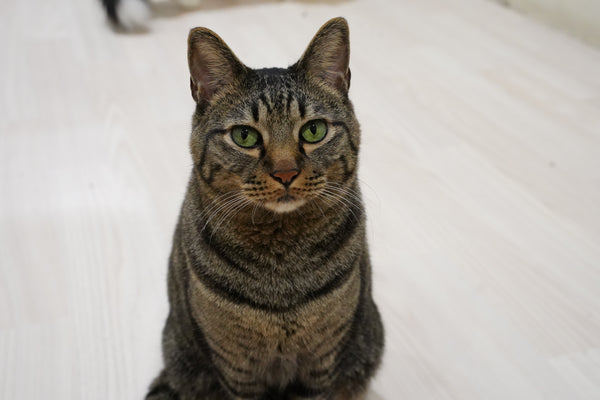 キビスケ