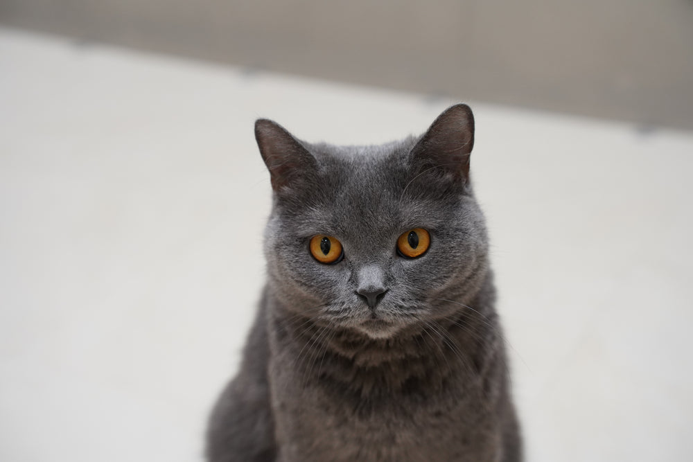 ネネ