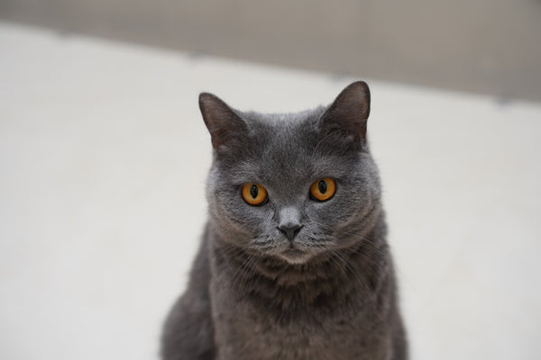 ネネ