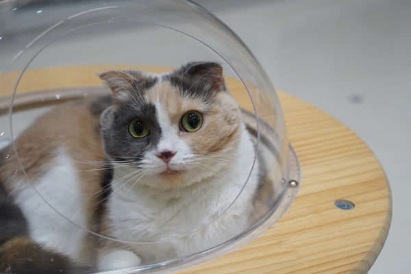 ポテ