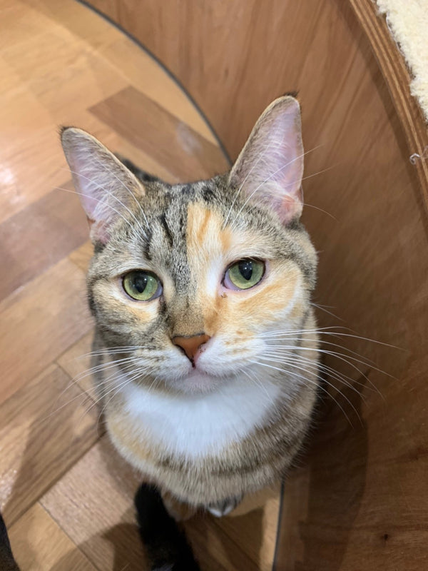 パッチ の写真