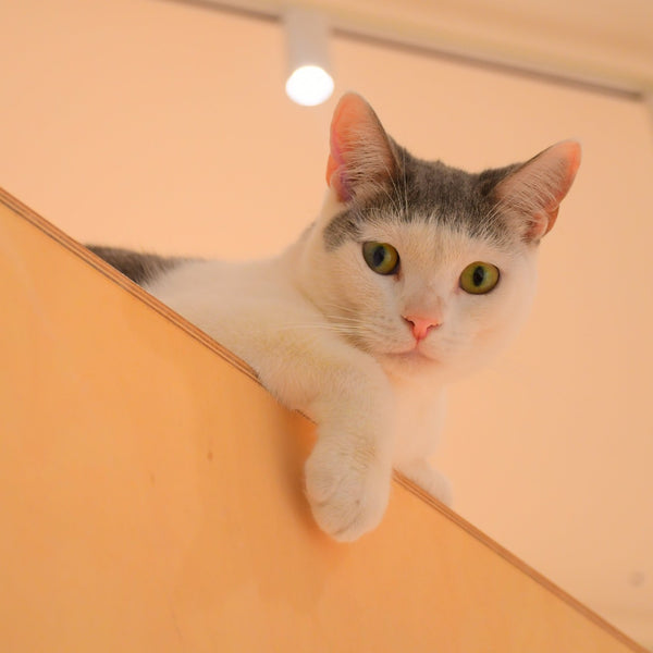 ツヨシ の写真